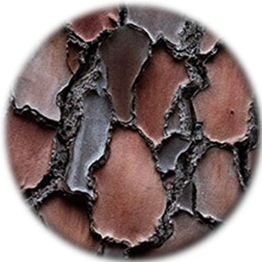 french maritime pine bark